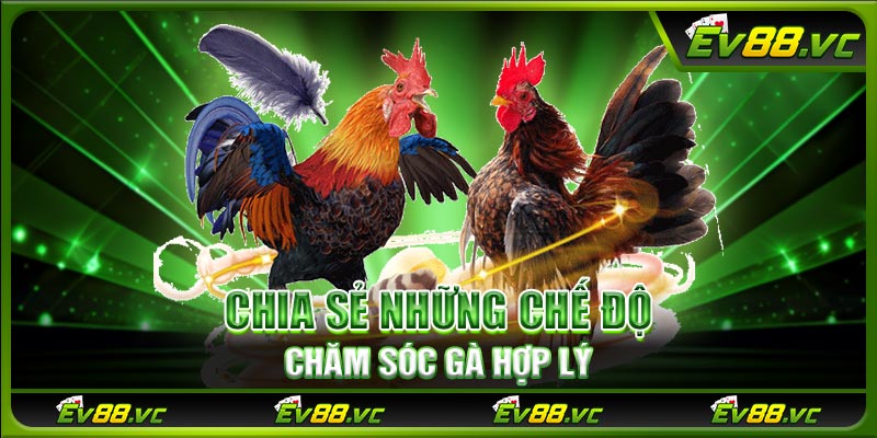 Chia sẻ những chế độ chăm sóc gà hợp lý