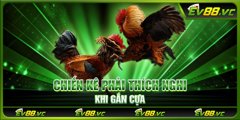 Chiến kê phải thích nghi khi gắn cựa