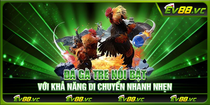 Đá gà tre nổi bật với khả năng di chuyển nhanh nhẹn