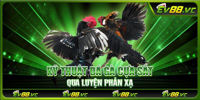 Kỹ thuật đá gà cựa sắt qua luyện phản xạ