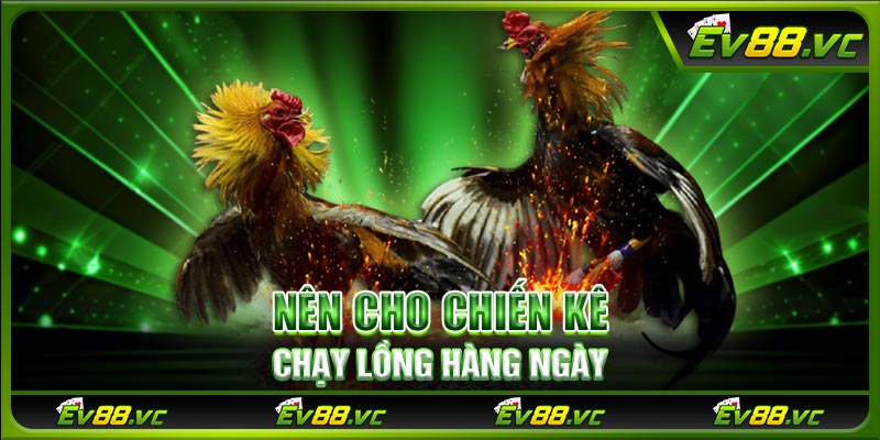 Nên cho chiến kê chạy lồng hàng ngày