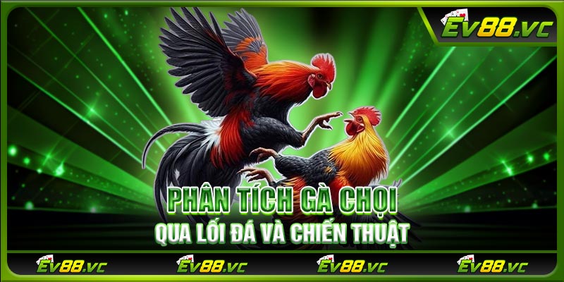 Phân tích gà chọi qua lối đá và chiến thuật