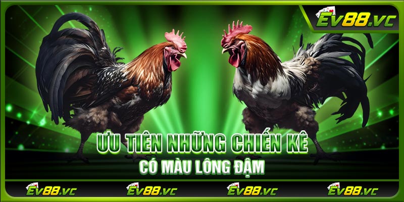 Ưu tiên những chiến kê có màu lông đậm